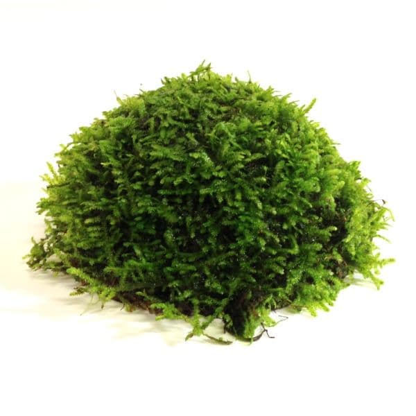 Vesicularia Dubyana (Java Moss)