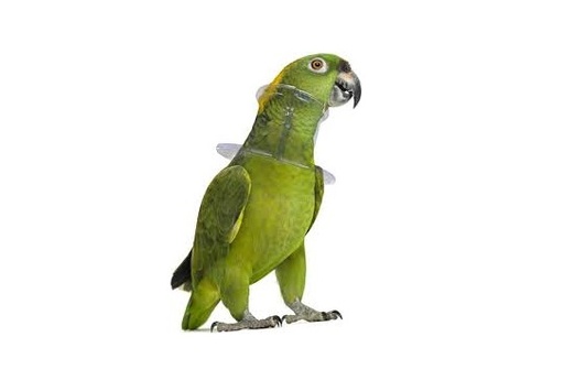 طوق واقٍ مضاد للعض 20 سم