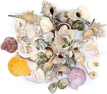 Aquarium Shells