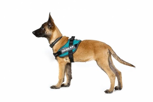 X large K9 dog chest collar 