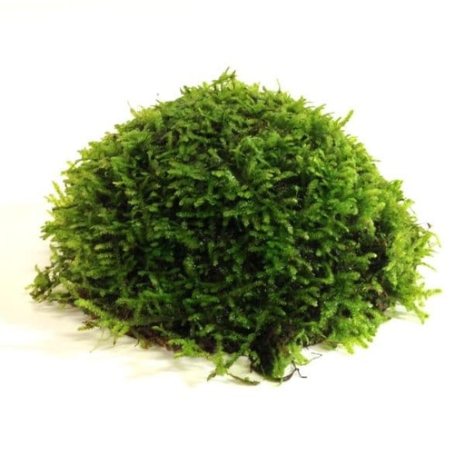 Vesicularia Dubyana (Java Moss)