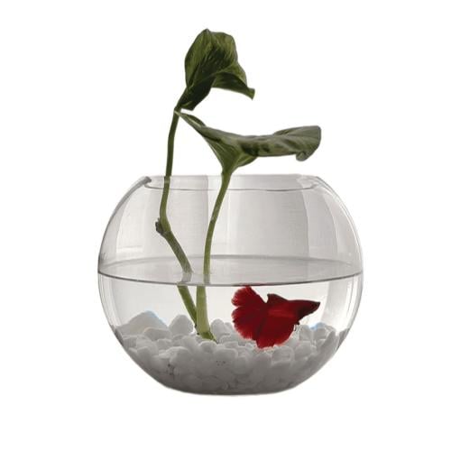 bettafish aqua